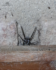 Kukulcania hibernalis