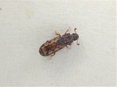 Bitoma insularis