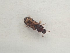 Bitoma insularis
