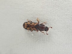 Bitoma insularis