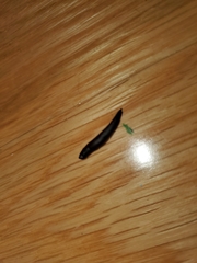 Belocaulus angustipes