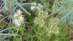 Drypis spinosa