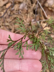 Chamaecyparis thyoides thyoides