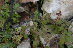 Rumex bucephalophorus bucephalophorus