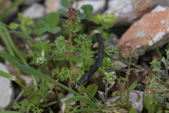 Rumex bucephalophorus bucephalophorus