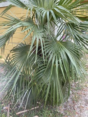 Thrinax radiata