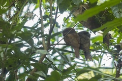 Batrachostomus moniliger