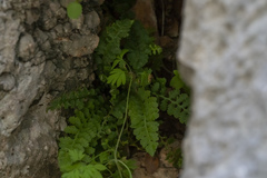 Asplenium bourgaei