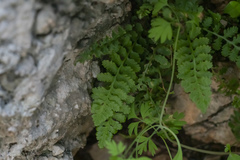 Asplenium bourgaei