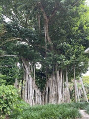 Ficus