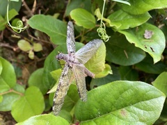 Dysmicohermes disjunctus