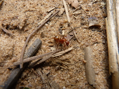 Camponotus