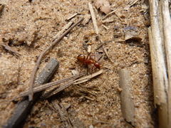Camponotus