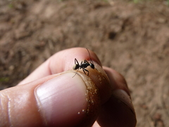 Camponotus