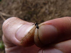 Camponotus