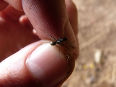 Camponotus