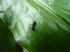 Camponotus