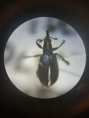 Perapion hydrolapathi