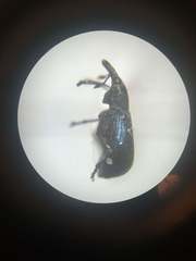 Perapion hydrolapathi