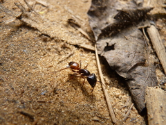 Camponotus