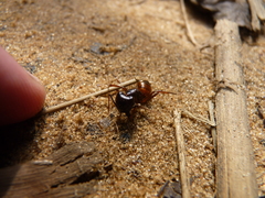 Camponotus