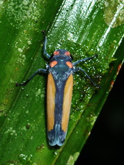 Sphaeropogonia aureatula