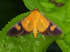 Phostria