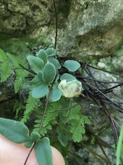 Phytoliriomyza felti