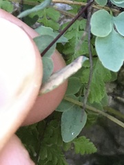 Phytoliriomyza felti