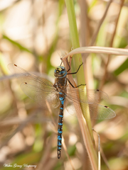 Rhionaeschna absoluta