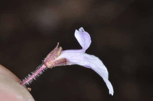 Image of Ourisia Breviflora (Ourisia breviflora) by (c) aacocucci, some rights reserved (CC BY)