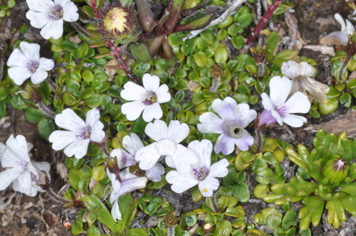Image of Ourisia Breviflora (Ourisia breviflora) by (c) aacocucci, some rights reserved (CC BY)