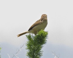 Cisticola lais