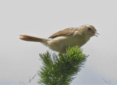 Cisticola lais