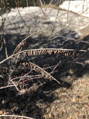 Amorpha fruticosa