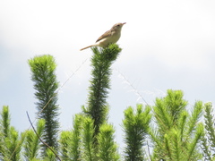 Cisticola lais