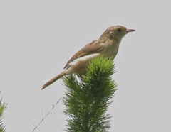 Cisticola lais