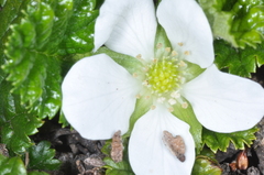 Rubus geoides