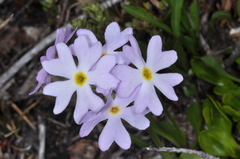 Primula magellanica