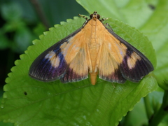 Phostria