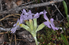 Primula magellanica