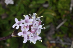 Valeriana fonkii