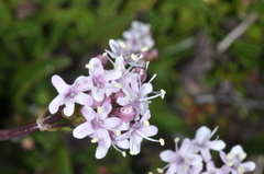 Valeriana fonkii