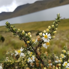 Diplostephium ericoides