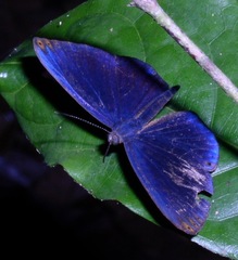 Metacharis regalis