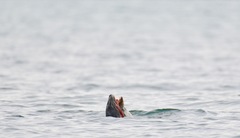 Enteroctopus dofleini