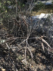 Amorpha fruticosa