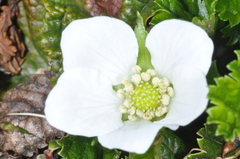 Rubus geoides