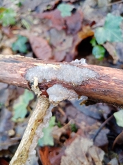 Exidia thuretiana