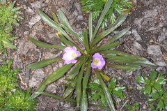 Calandrinia colchaguensis